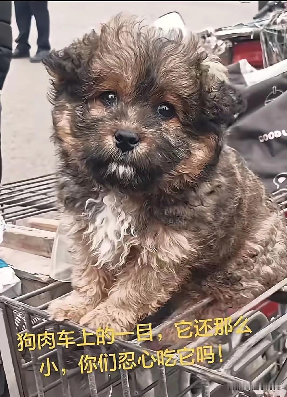 狠心的主人把一个多月的小狗卖给了狗贩子，这么小的狗真忍心吃吗？逛街的时候看见这只