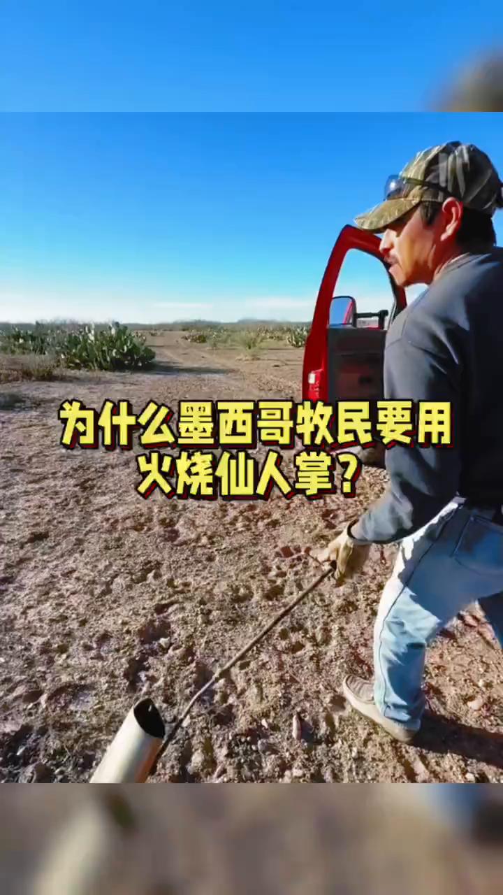 为什么墨西哥牧民要用火烧仙人掌？你们有没有想过墨西哥牧民为什么要用火烧仙人掌？