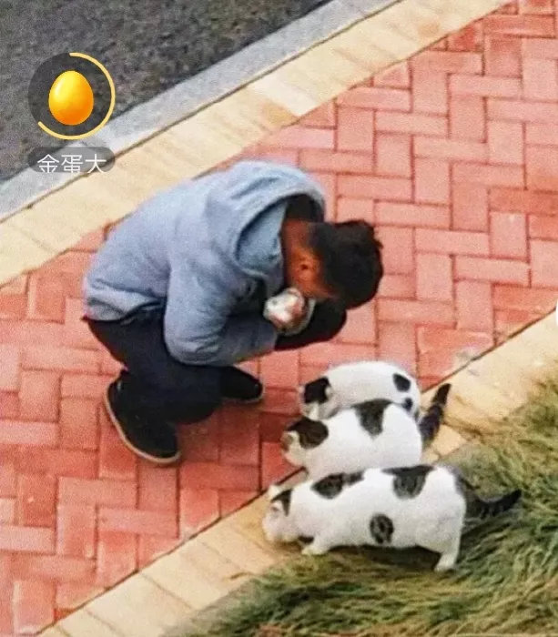 校园里的流浪猫被学生喂养得像小猪，祈盼该学校的校长和保安一样富有人性和善心！