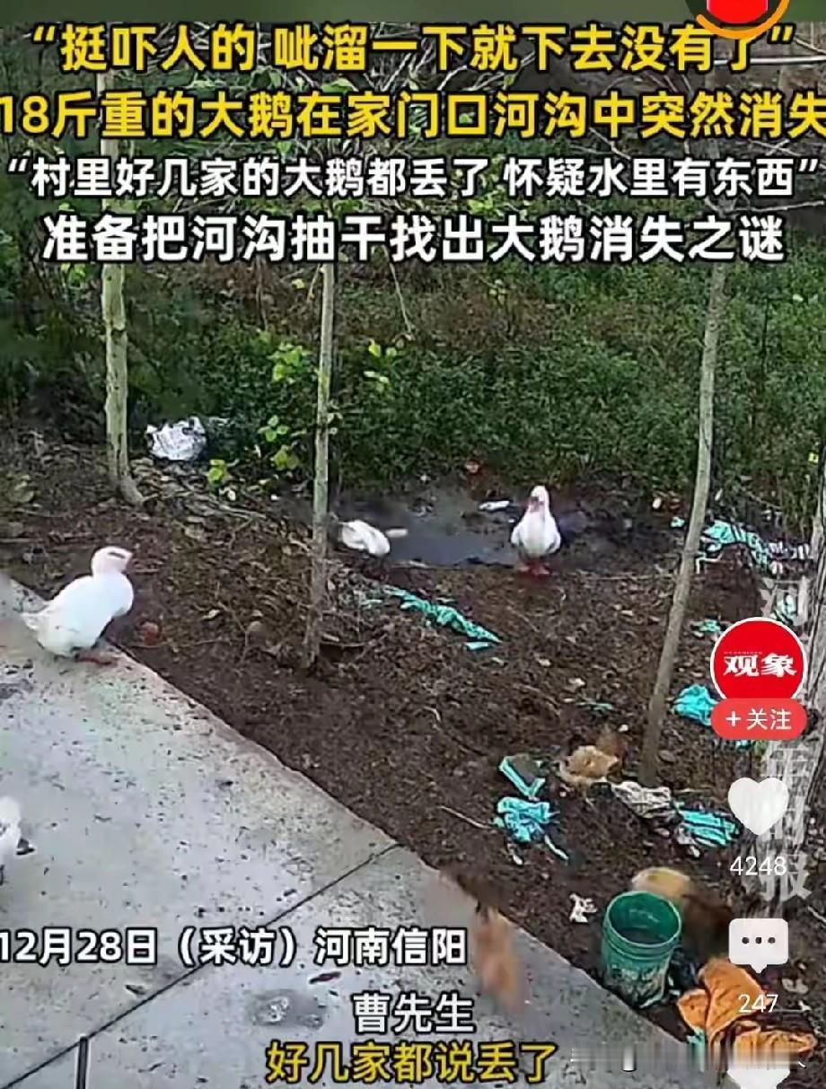 奇了怪了，18斤重的大鹅，在水里会突然消失。河南信阳，一男子养了一群鹅，平常