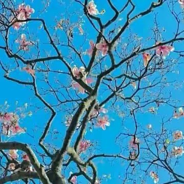 1200香蕉的种植方法一、环境要求：香蕉喜高温多湿，生长温度为20-35℃，