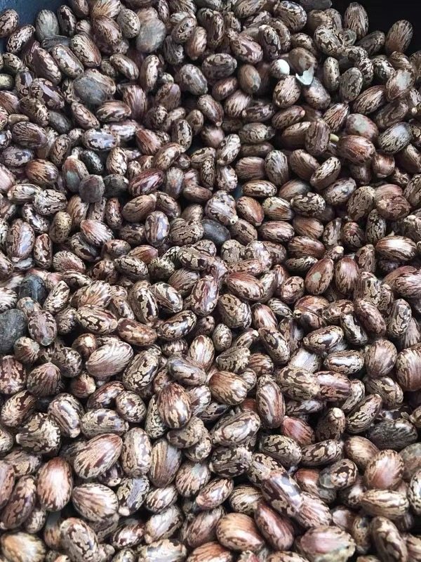 中毒没有特效解药! 一次吞下20颗, 年轻姑娘被送进ICU