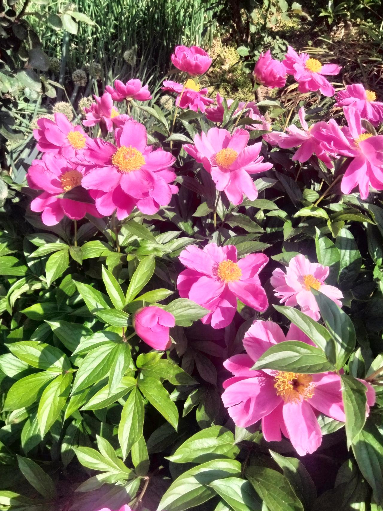 晒一晒相册里的花我相册里的花是春日芍药开得热烈又温柔，不喧哗、不浮躁，静静绽放，