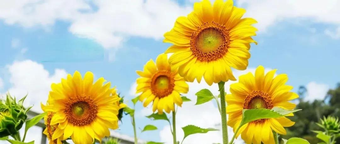 单元楼邻居家的大叔走了，以一种让人心疼到窒息的方式，64岁的他，在深夜两点从青弋