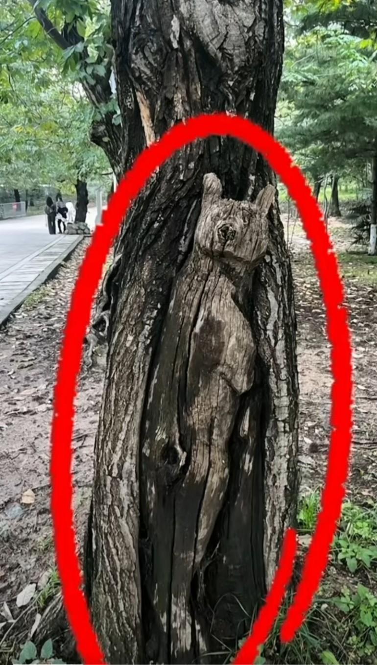 看看这树像什么？田园犬成精了讲一个真实的经历:在当地一个山上找野生中药材，听