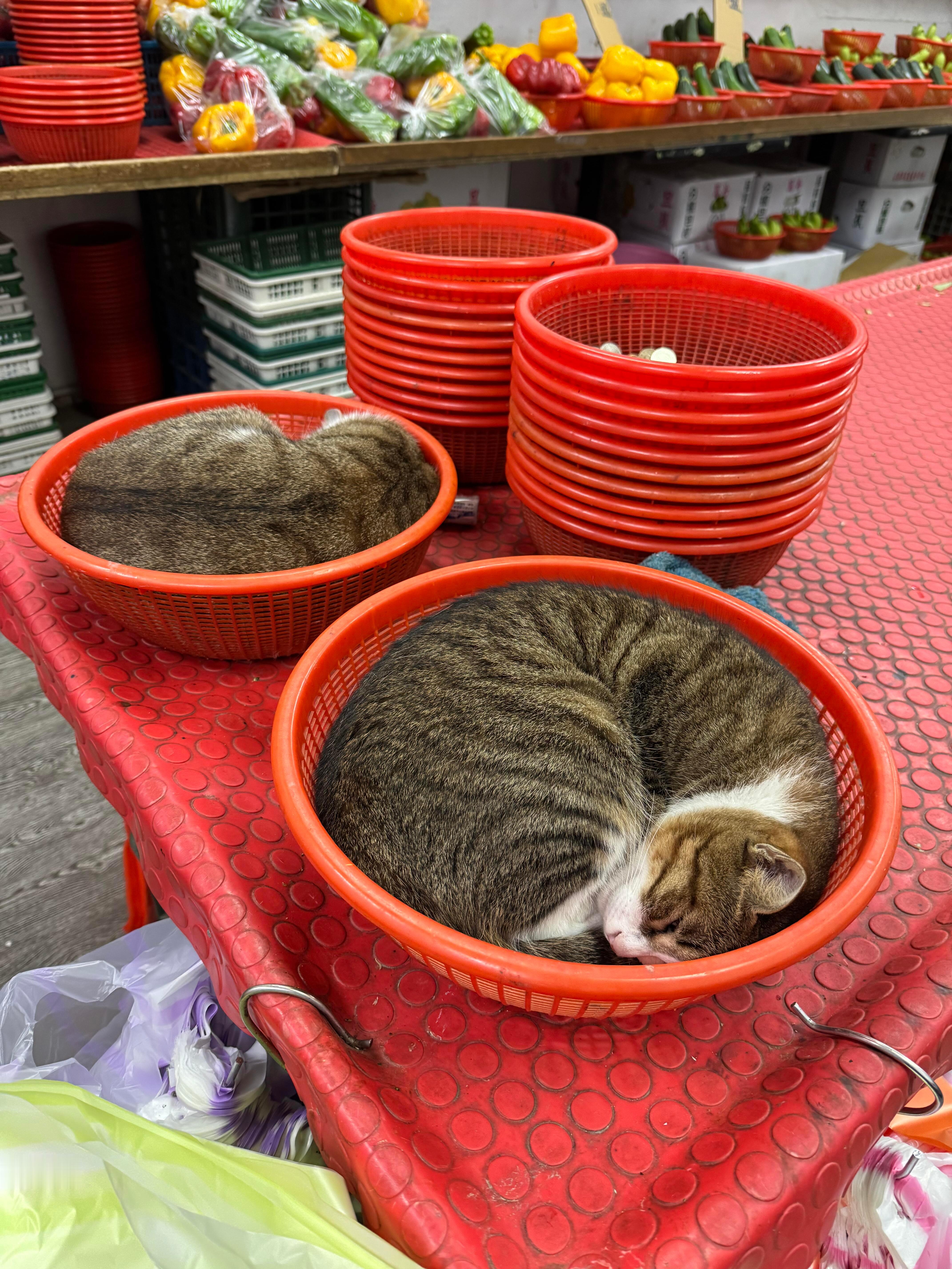 老板这猫多少钱一碗​​​
