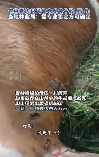 悲剧还是发生了！9月24日，吉林延边，一野生老虎突然出现在山林中，将村民养的2头