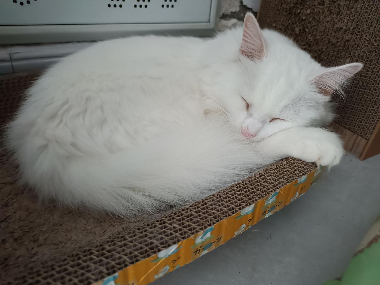 感觉猫咪一天的大部分时间都在睡觉，看午觉睡得多香[比心]
