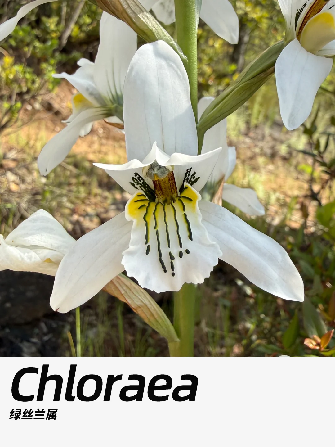 带你每天认识一种花材387｜绿丝兰属