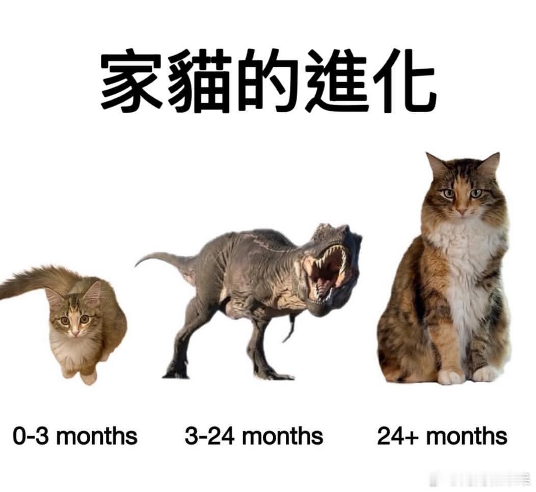 家猫的进化过程（只有养猫的人才会懂）..cr：PowerfulAuraX_r2