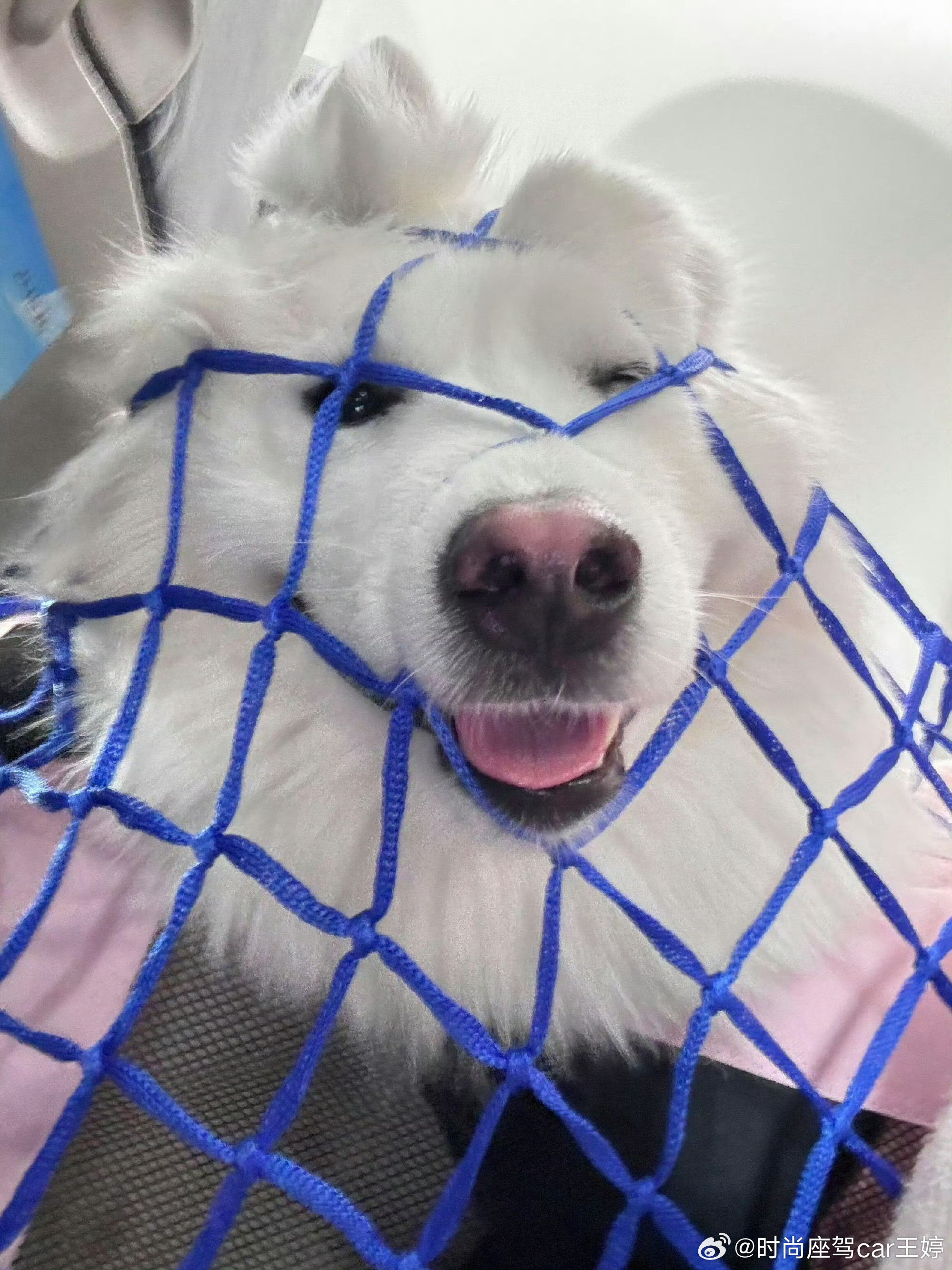 就不能给人家一些体面的方式飞行吗人我好喜欢和狗一起坐飞机呀狗人我讨厌坐飞机