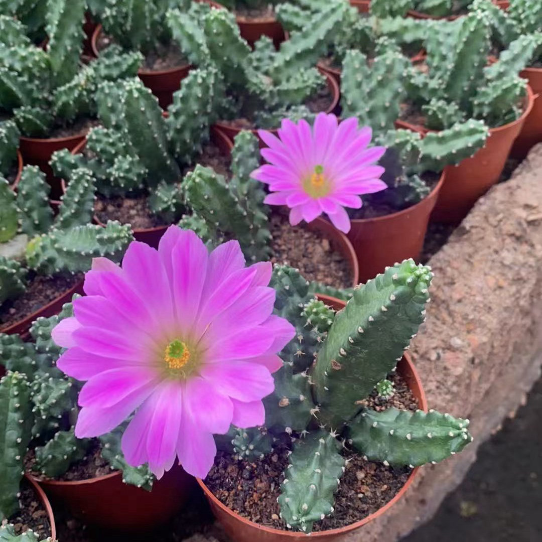‎种植美花角仙人球很皮实，多晒太阳、少浇水、土要透气是关键，做好这几点就能年年