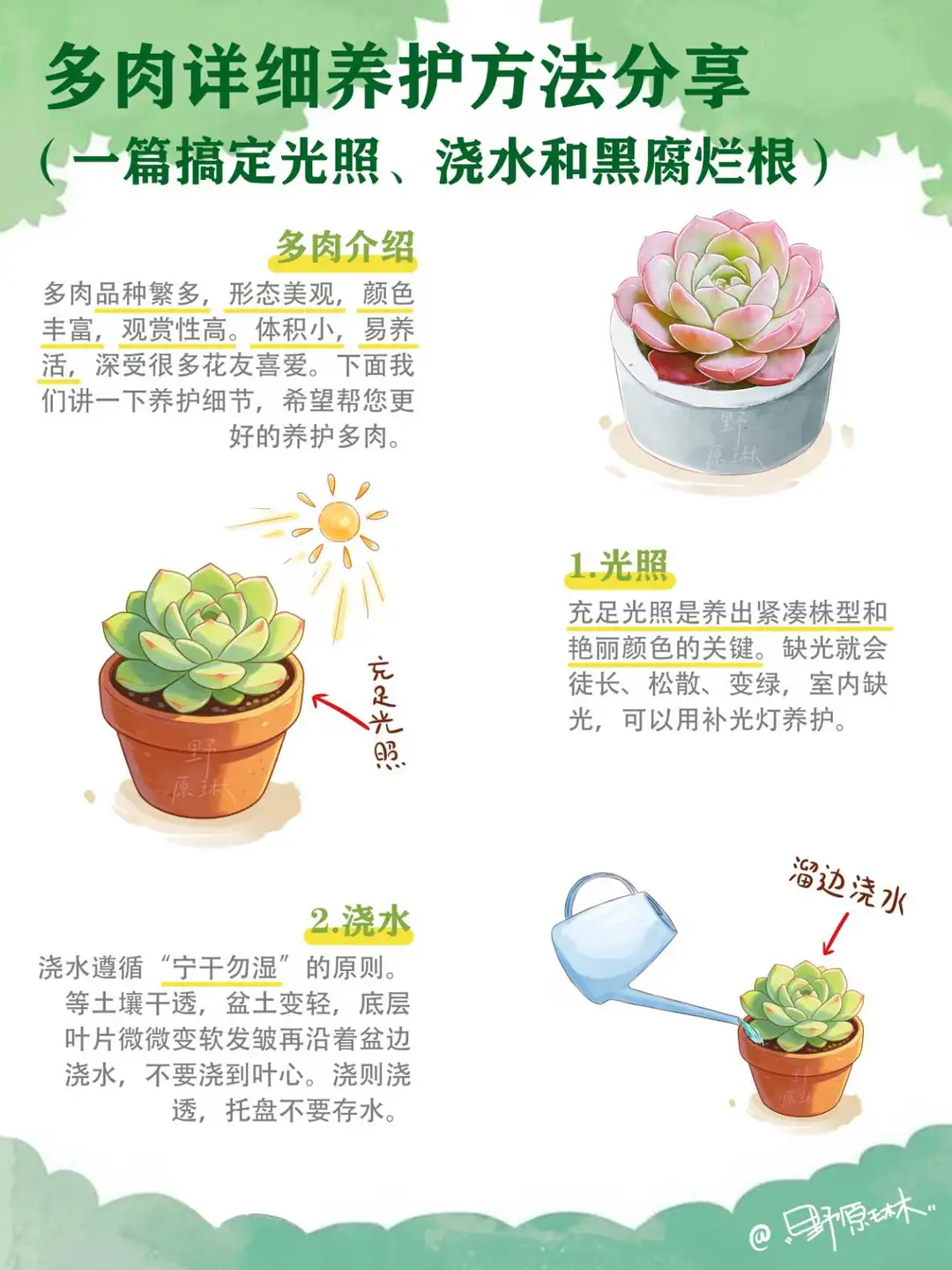 多肉详细养护方法分享