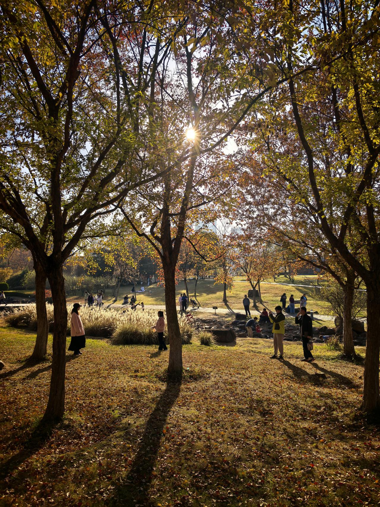 苏州可不只有古典园林，免费的生态公园同样宝藏。就说园区的白塘公园，冬日去简直美炸