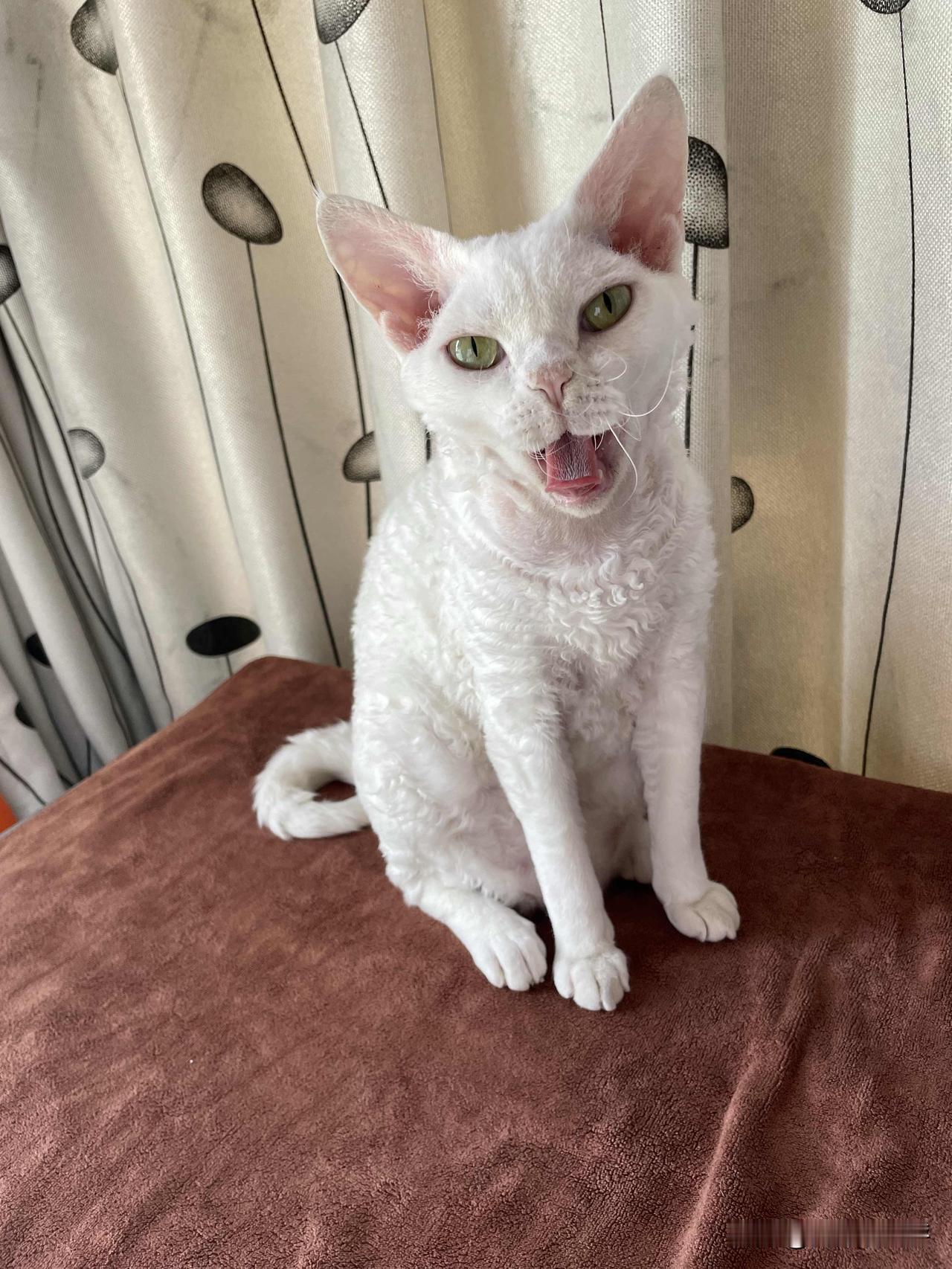 刚睡醒、打哈欠，可可爱爱的小猫咪又上线啦！小猫咪喜欢的睡觉的地方挺特别，这是在洗