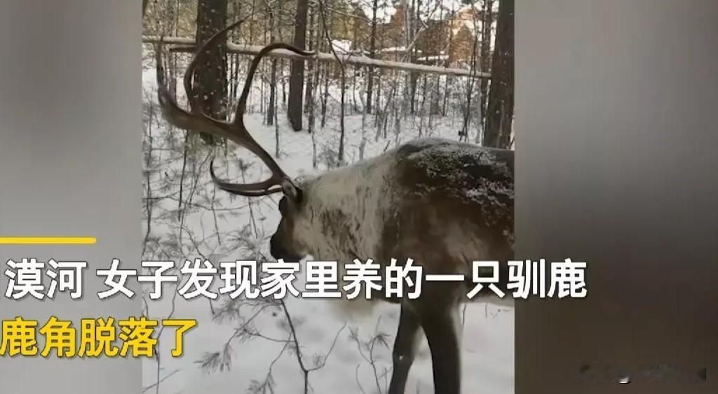 “太有灵性了！”黑龙江漠河，一女子发现一只驯鹿的鹿角掉了，她问:“你鹿角掉哪了，