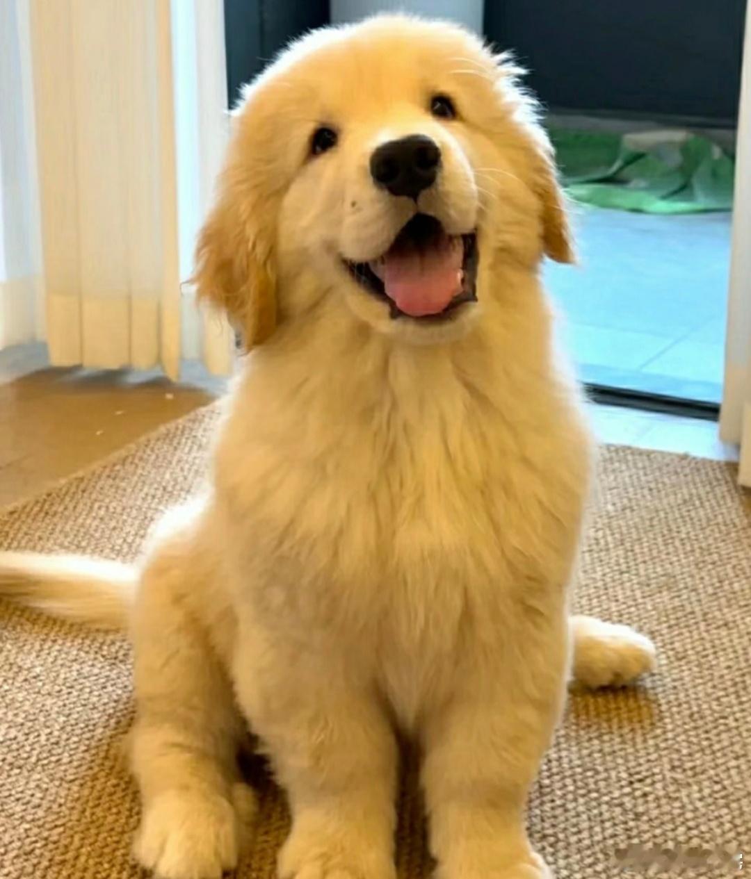 在小狗最生气的时候亲一口俺们没有狗星人是不会懂这些狗狗小心思的，小狗竟然还会生气