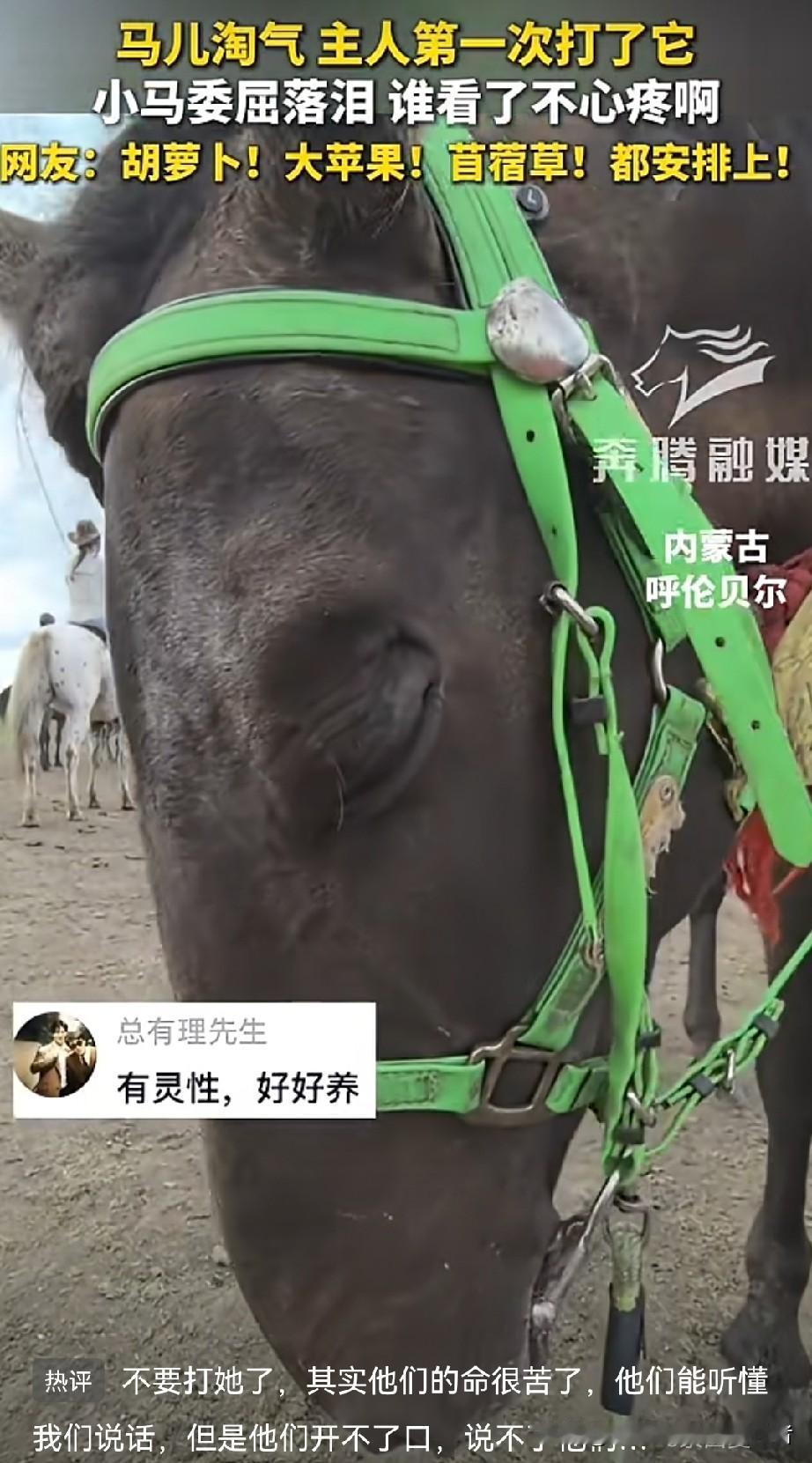 感动！内蒙古呼伦贝尔，一匹蒙古马被主人第一次轻轻教训后，站在原地眼泪大颗大颗往下