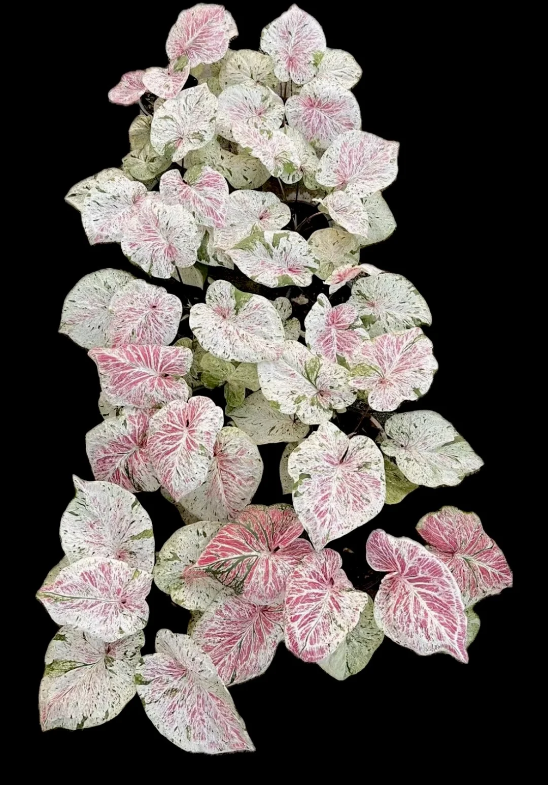 壁纸级盛世美颜——薄荷糖