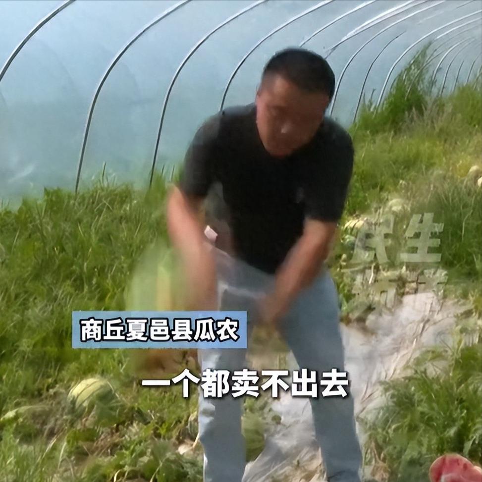 十万株嫁接西瓜全军覆没，三十万投入打水漂！收购商随手挑了几颗外皮光亮的西瓜，