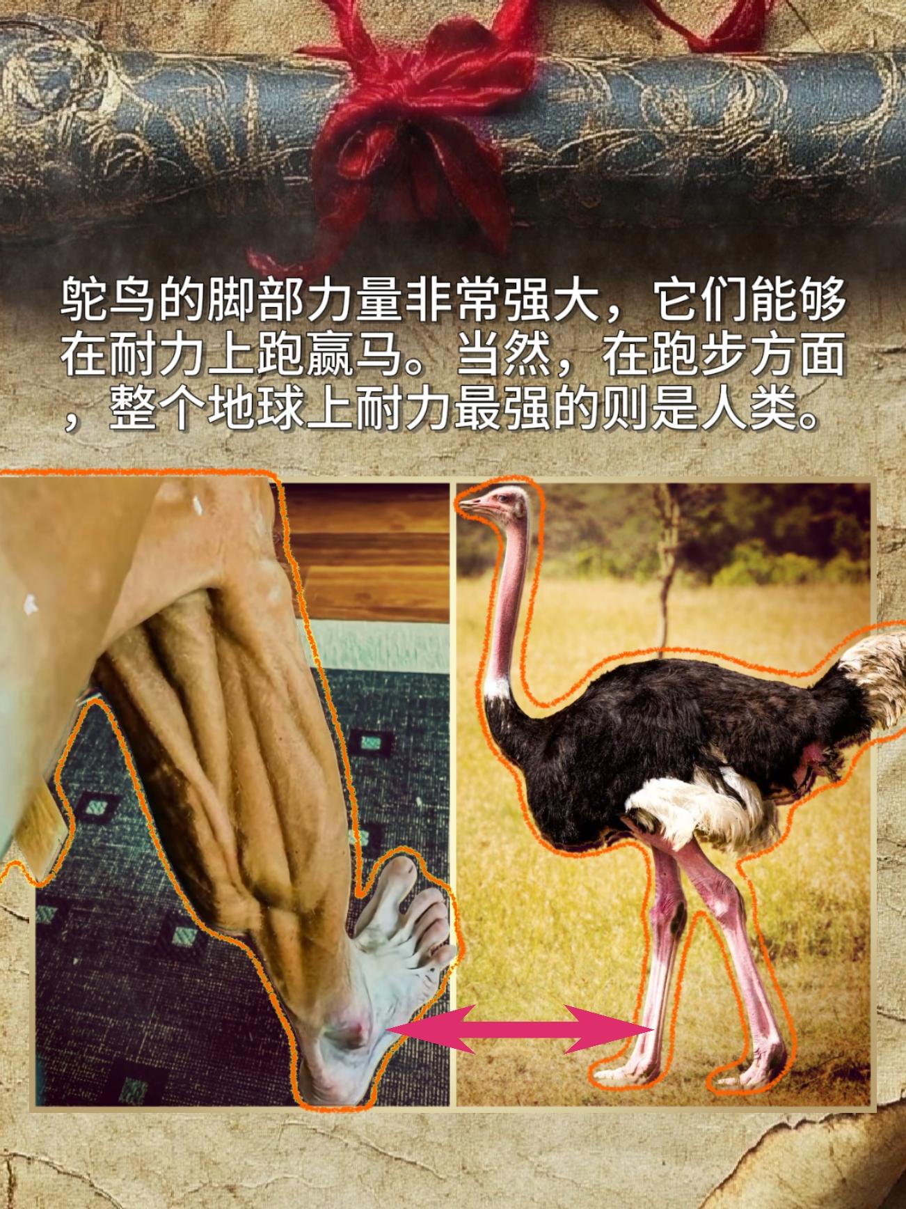 鸵鸟的脚部力量非常强大，它们能够在耐力上跑赢马。当然，在跑步方面，整个...