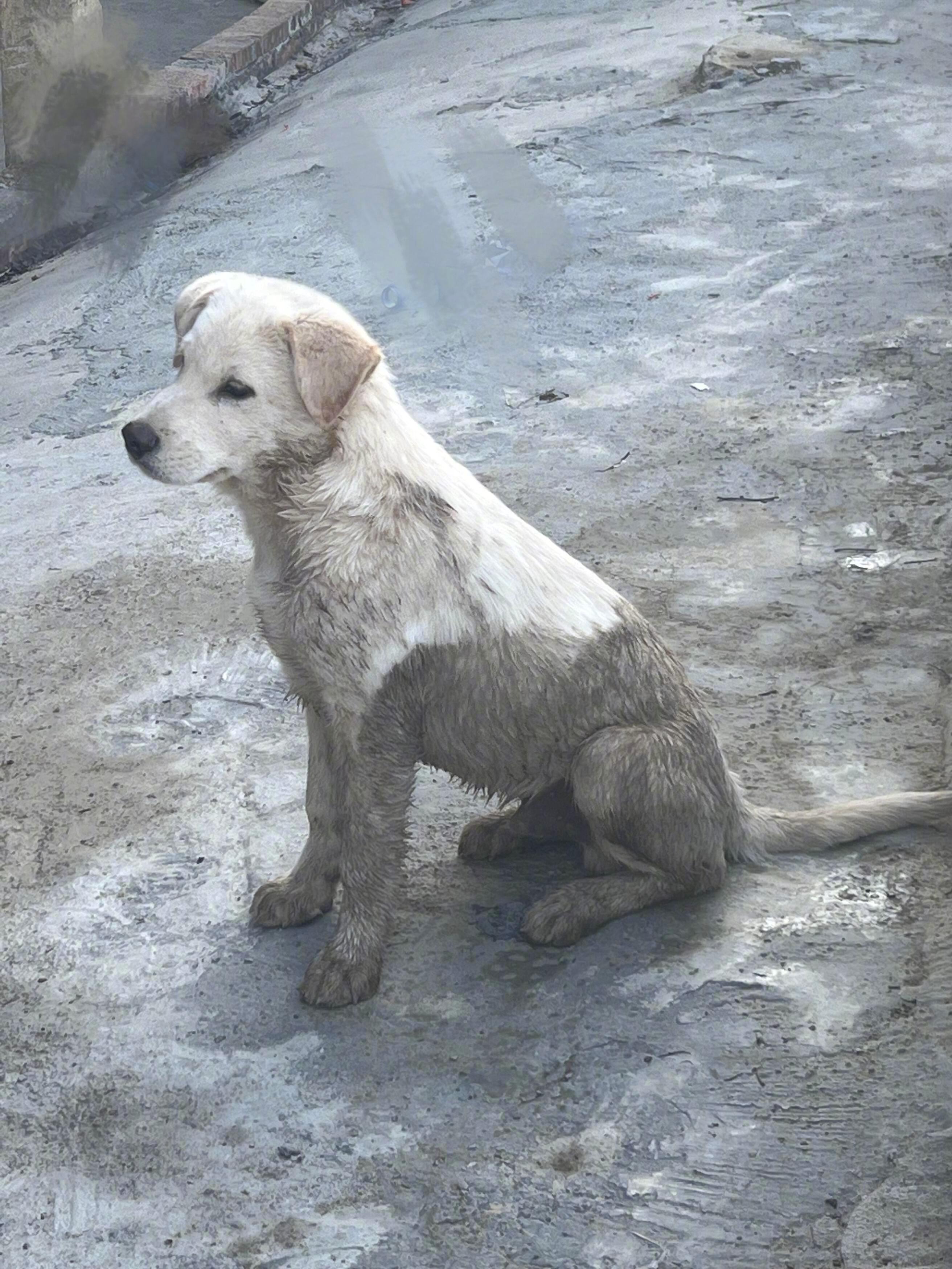 小狗都是自带清洁功能的