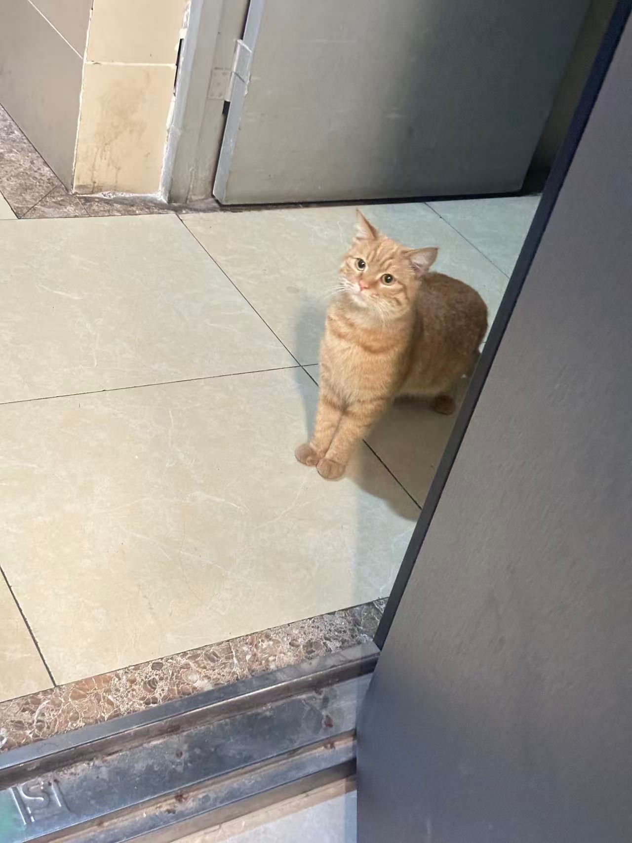 家里来了只流浪猫？刚开门就在门口直接跑家里来了，之前一直有听说家里来猫是凶兆