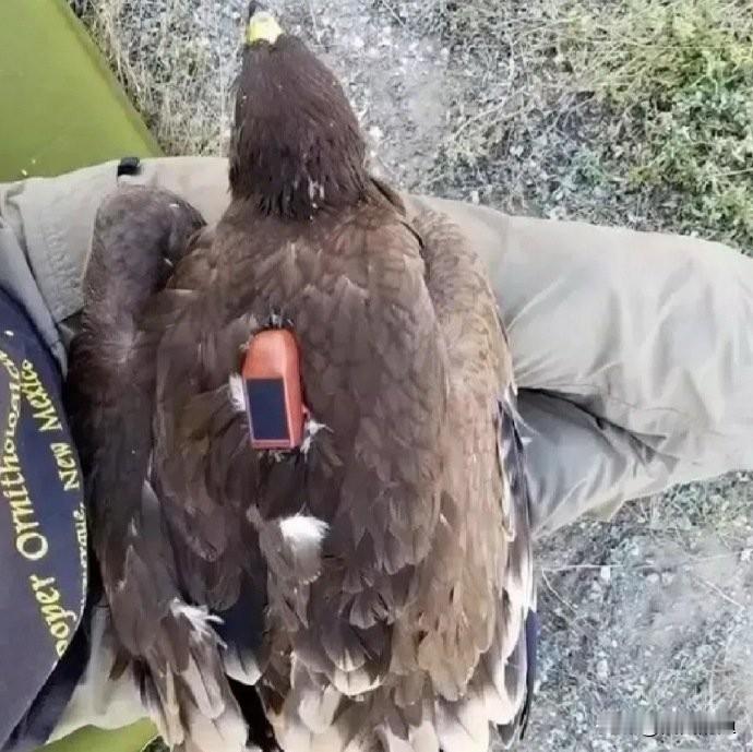 网上有人给只候鸟装了GPS背包。那小黑匣子记下的飞行轨迹，在地图上盘绕如乱麻——