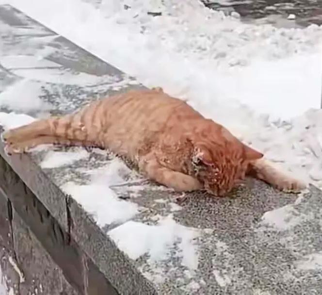 太可怜了!一位北方大姐经常投喂流浪猫,可最近大降温她感冒发烧就没有出门投喂它们,