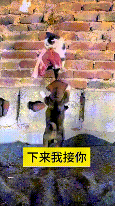 这视频我反反复复看了好几遍，暖心又好玩。小猫馋肉爬到高处，谁知道上去都不敢往下跳