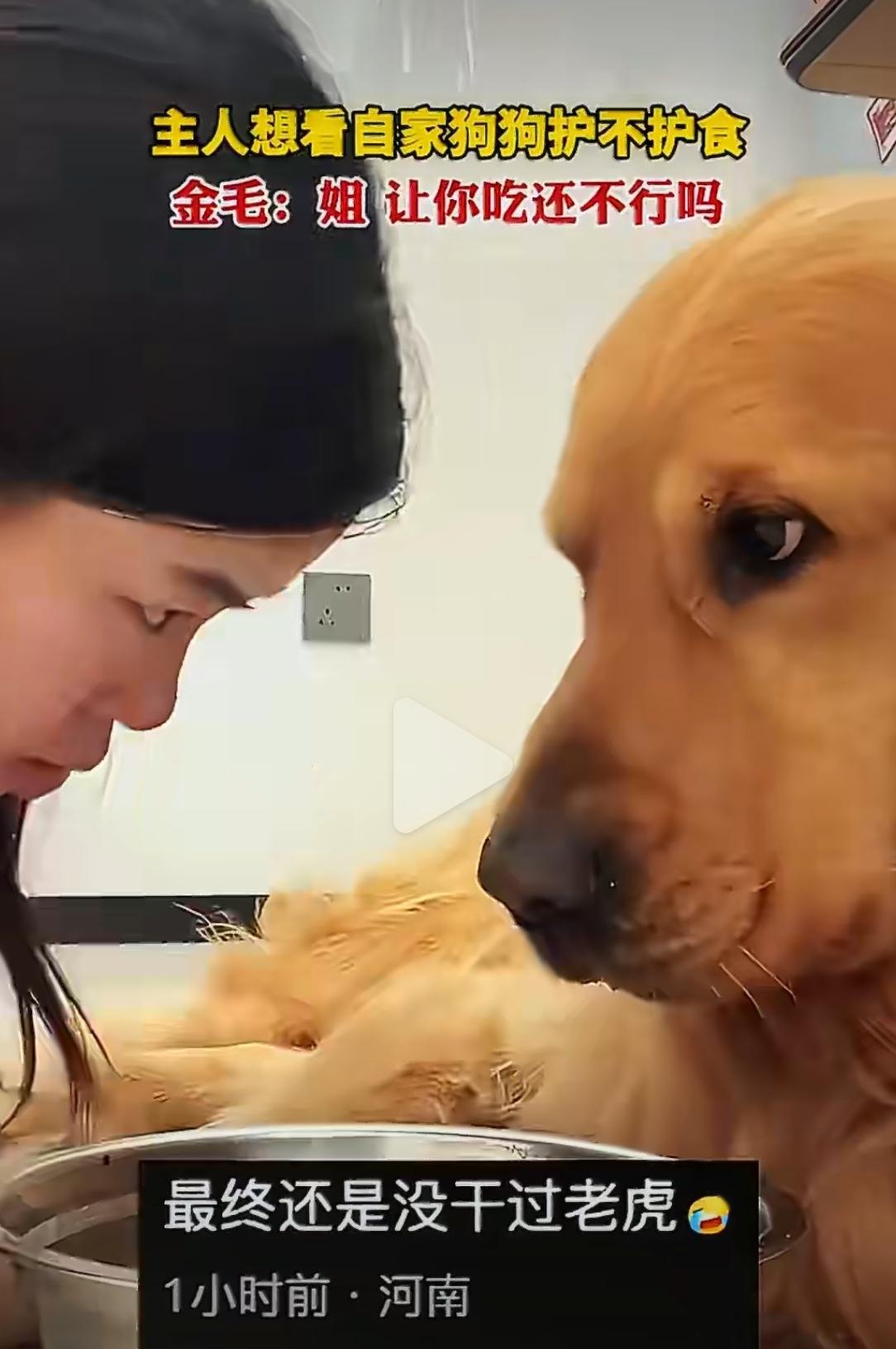 河南一位主人，心血来潮想测试自家金毛护不护食。她把手伸向狗碗，准备迎接一场“护食