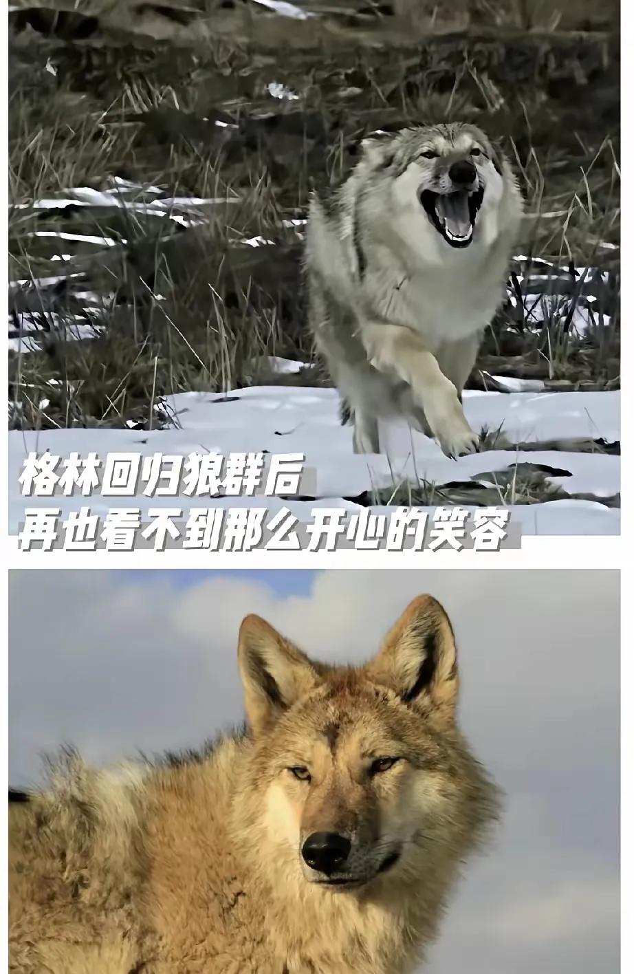 李微漪这次是真的破防了！满心思念冲昏了头，拎着铁链就要把格林套回家，眼泪止不住地