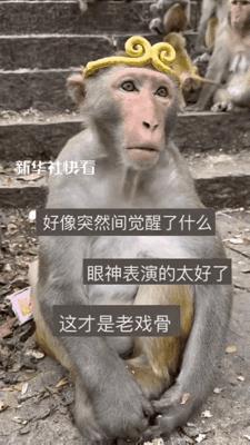 “可以纳入北影教学了！”贵州，男子爬山遇到猴子，本来想拍个视频玩玩的，可是却被猴