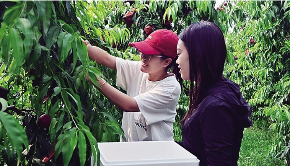桃园飘香 青县枣林庄村特色种植铺就振兴路