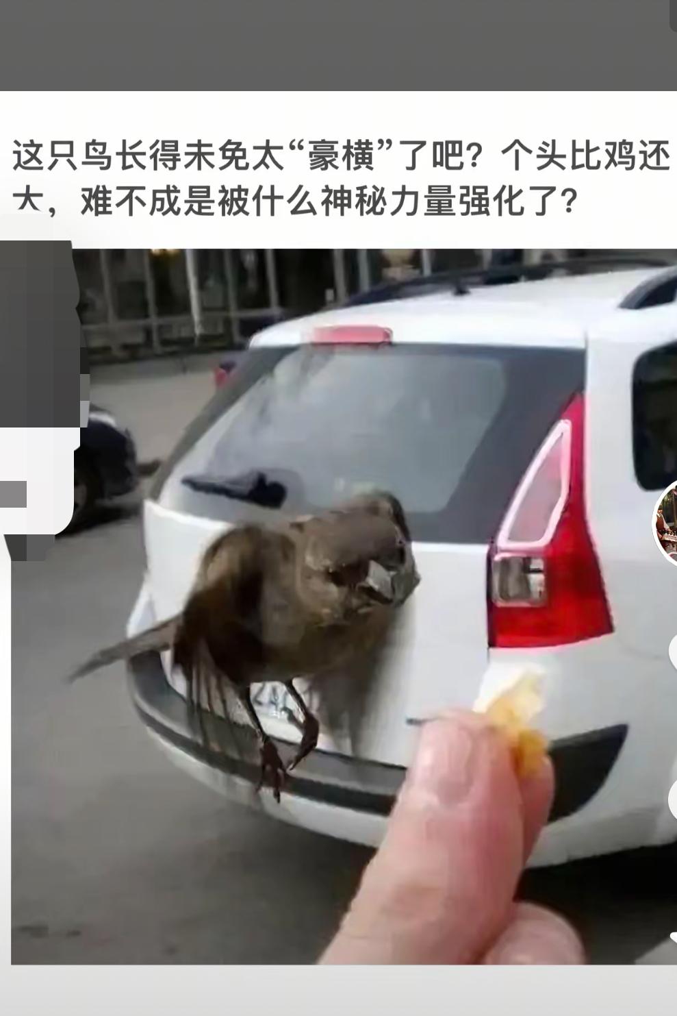 “小鸟“豪横”长成，个头比鸡还大！”🐦🚗🍌