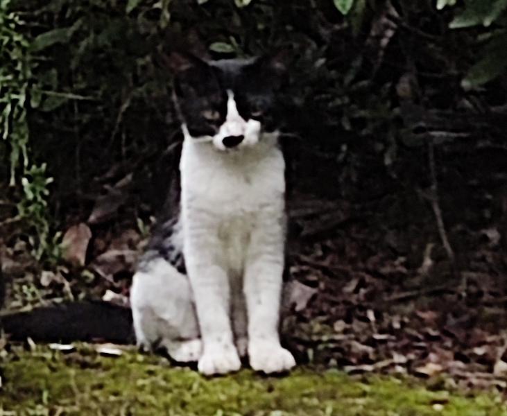 我想问一下爱猫的友友，小猫得口炎怎么办？能治好吗？可怜的小猫突然就不吃猫粮了，