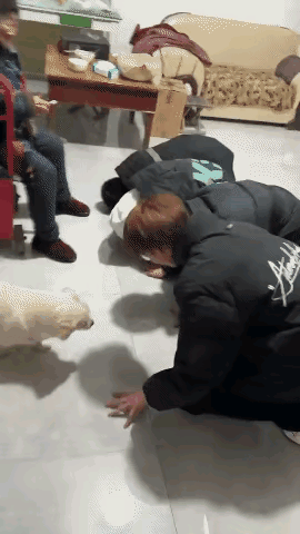 狗子：行了行了，都起来吧[滑稽笑]小伙：你给我滚一边去😡