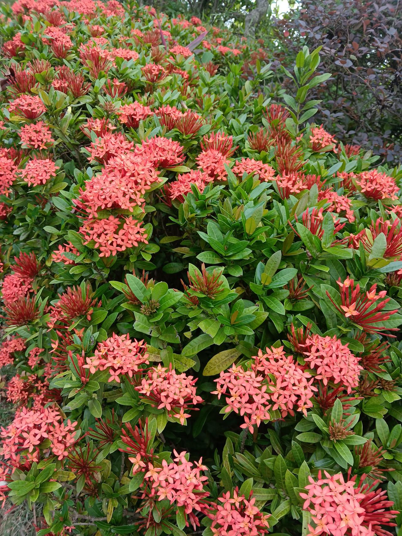 美丽花朵图片分享