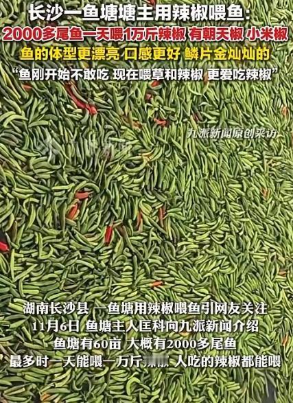 近日，湖南长沙县一鱼塘用辣椒喂鱼，引网友关注。11月6日，鱼塘主人匡科向九派新闻