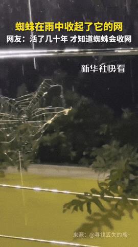 “太神奇了！”辽宁，一女子下雨天用手机拍下神奇的一幕，一只蜘蛛在雨中收起它的网，