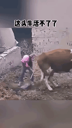 我看这头牛🐂是活到头啦！😡