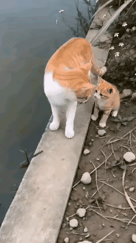 偶遇震撼一幕，安静的河边，猫妈带着幼崽前来觅食，妥妥的沉浸式带娃教学现场。只见猫