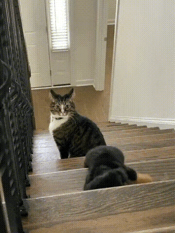 猫咪:铲屎官你看看你养的狗，是什么玩意啊，上楼梯都能摔了，你看清楚啊，我可没有碰