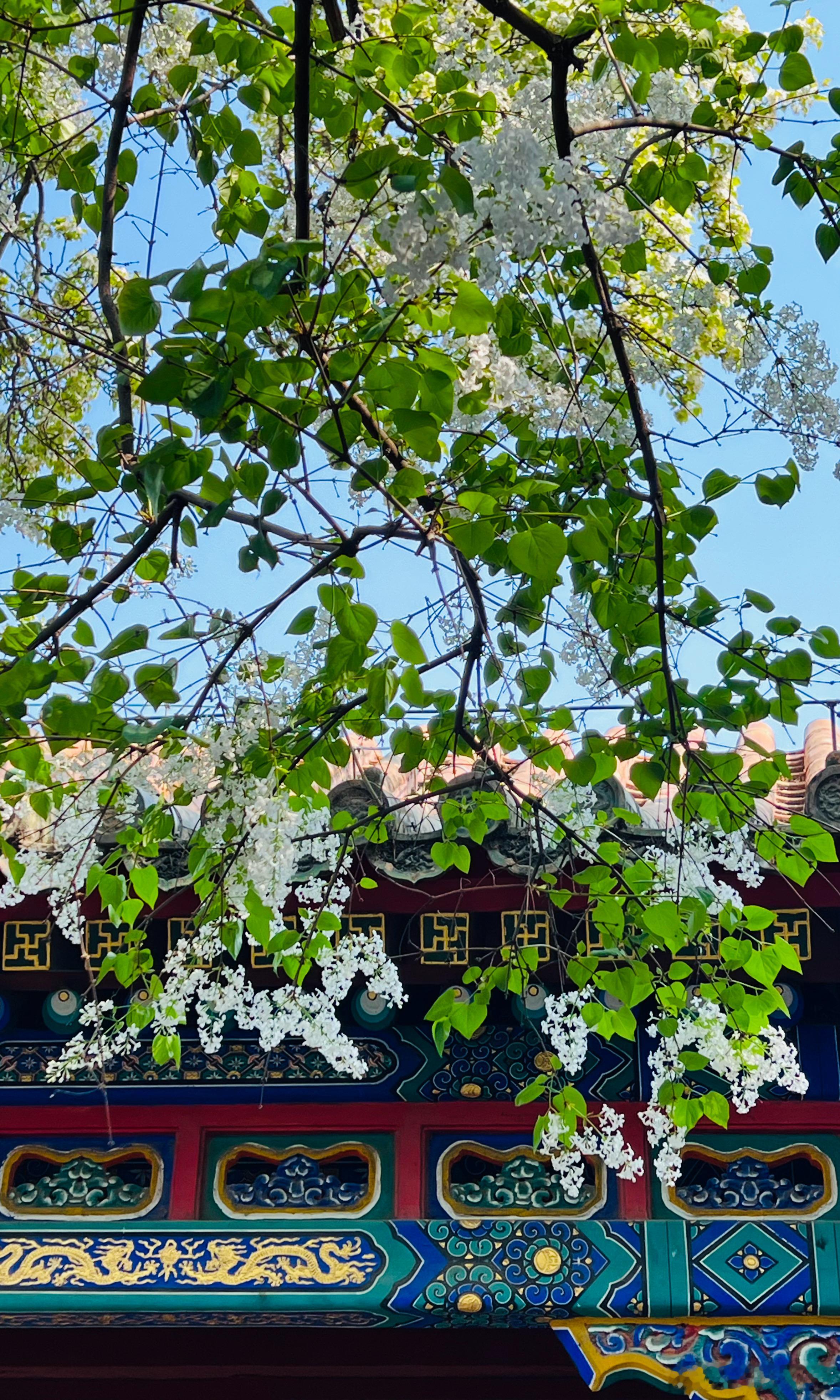 北海公园团城三白摄影