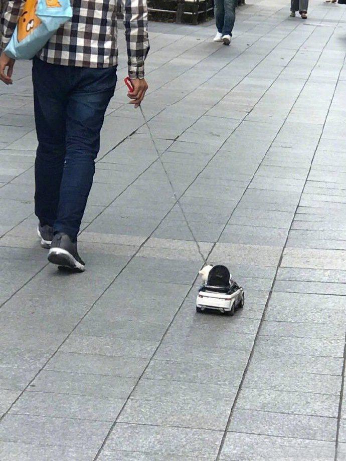 敞篷车还打伞，鼠中高富帅无疑了