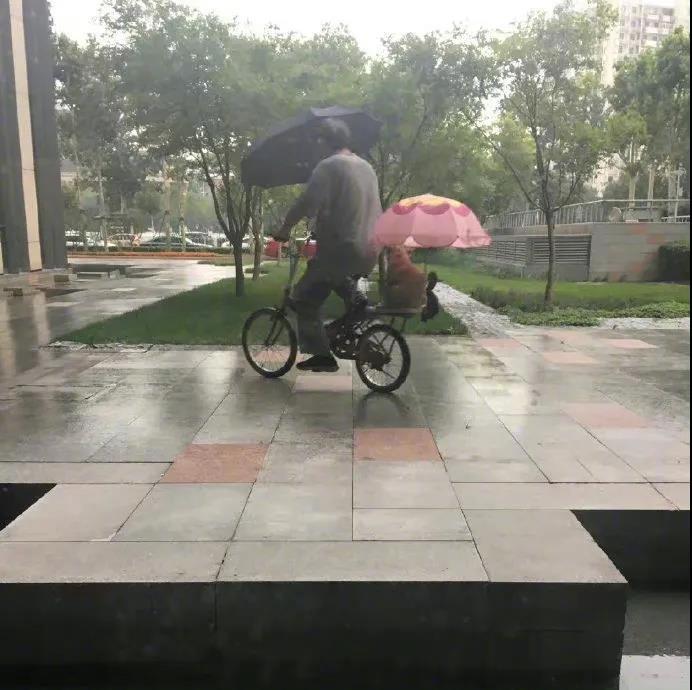 下雨了，爷爷把小狗抱到车后面的筐里还给它打了把小伞。