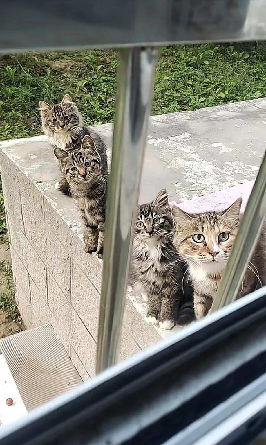 千万不要心软，投喂小区里的流浪猫。它不仅会记住你，还会带着崽堵着你。就上周在