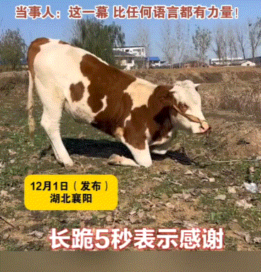 湖北襄阳，一女子见村头绑了一头牛，询问得知，这牛第二天早上就要被杀了卖肉，而且此