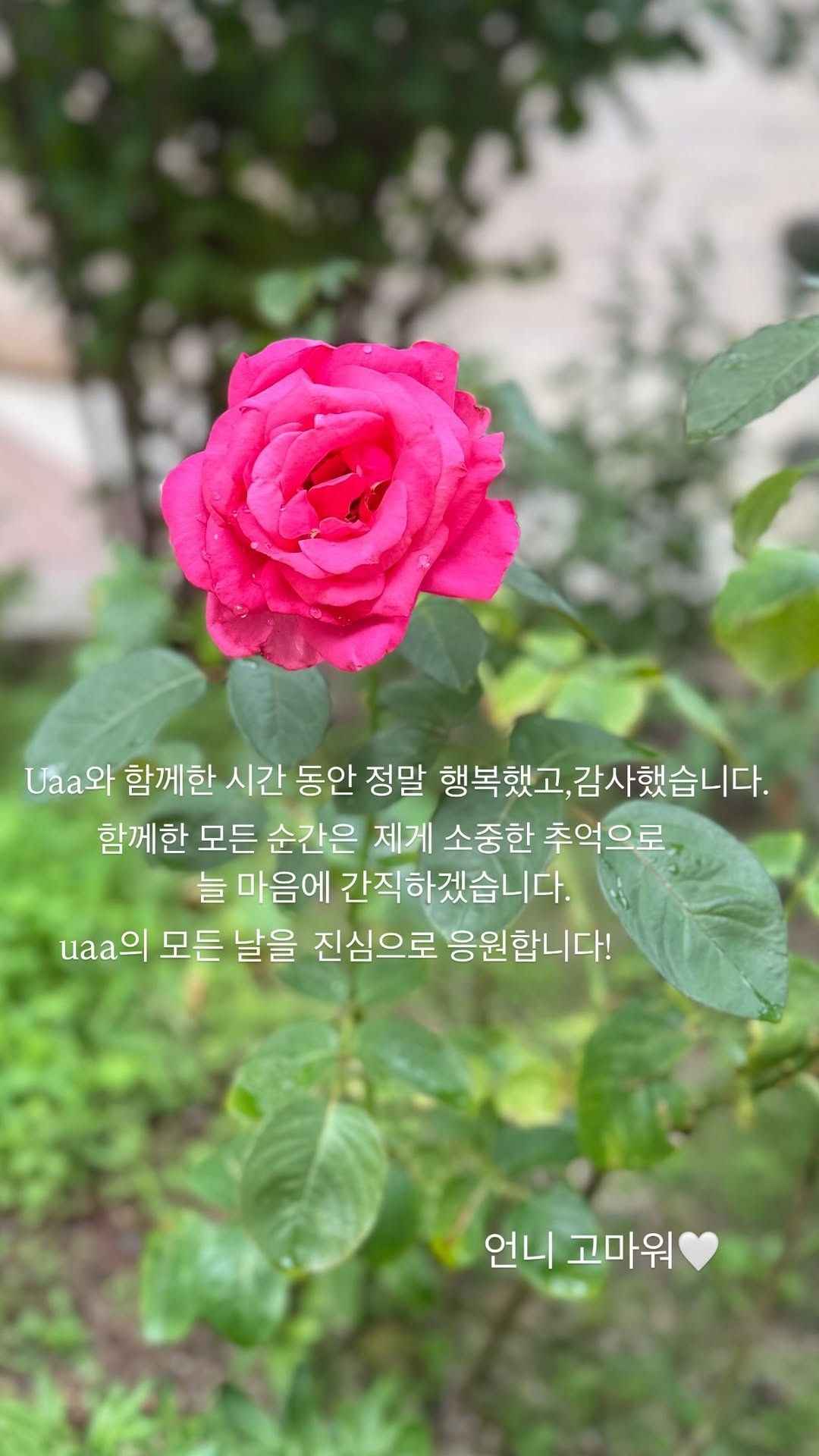 宋慧乔宋慧乔ins宋慧乔20260626｜慧乔ins快拍更新留言🌹和