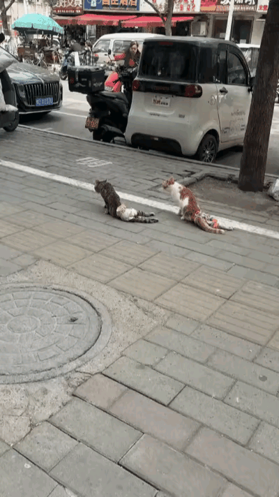 街头这两只拖着后腿爬行的流浪猫，看得人心都揪紧了。它们只能靠两